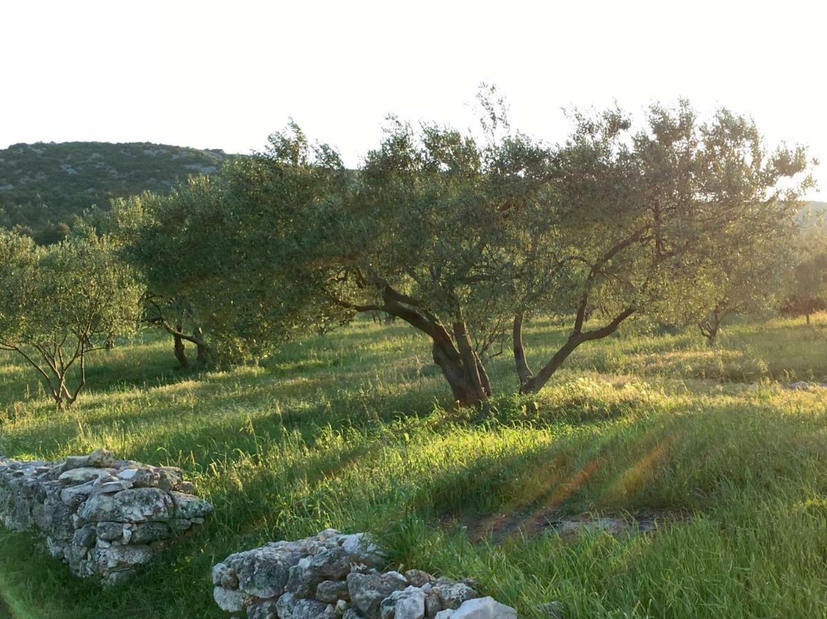 Lavanda Tribunj  Luaran gambar
